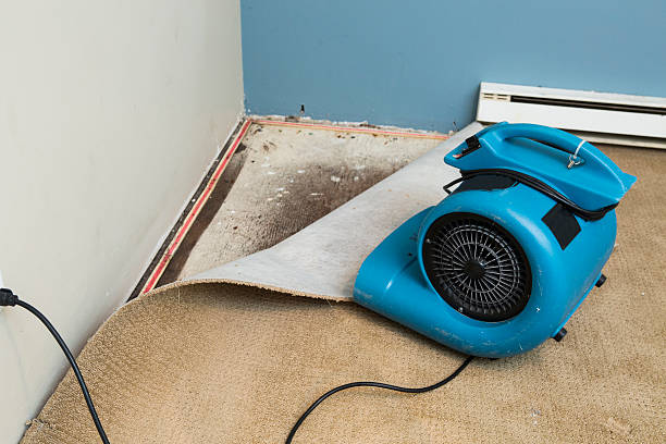 Best Water damage cleanup near me  in Penngrove, CA